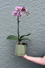 Load image into Gallery viewer, Daisy Planter Sage