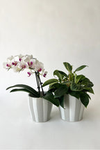 Aster Cover Pot Assorted Sizes