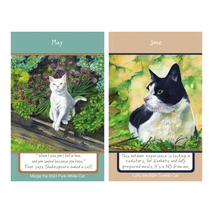 Magnificant Moggies 2027 Calendar