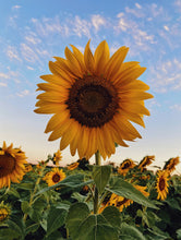 Load image into Gallery viewer, NZ Seed Bombs Sunflower