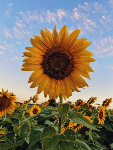 NZ Seed Bombs Sunflower