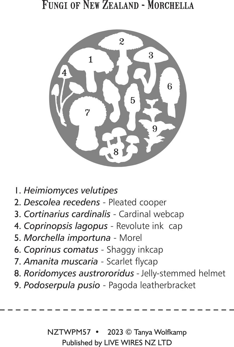 NZ Fungi Morchella Placemat