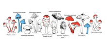Load image into Gallery viewer, NZ Fungi Enamel Mug