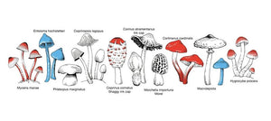 NZ Fungi Enamel Mug
