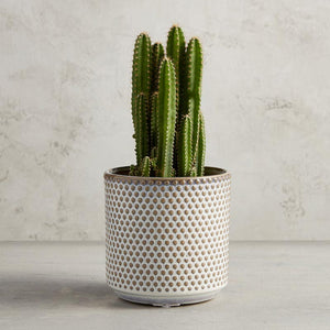 Dotted Planter Large