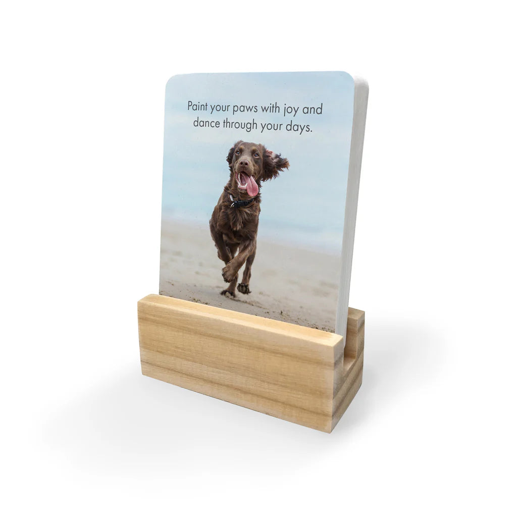 Pupparazzi Affirmation Box