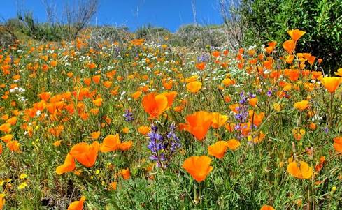 NZ Seed Bombs Bee Blend