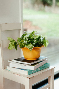 Eden Planter/Bowl Large Mustard