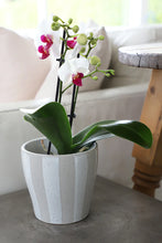 Load image into Gallery viewer, Aster Cover Pot Assorted Sizes