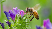 Load image into Gallery viewer, NZ Seed Bombs Bee Blend