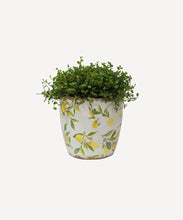 Load image into Gallery viewer, Botanical Lemon Pot Large
