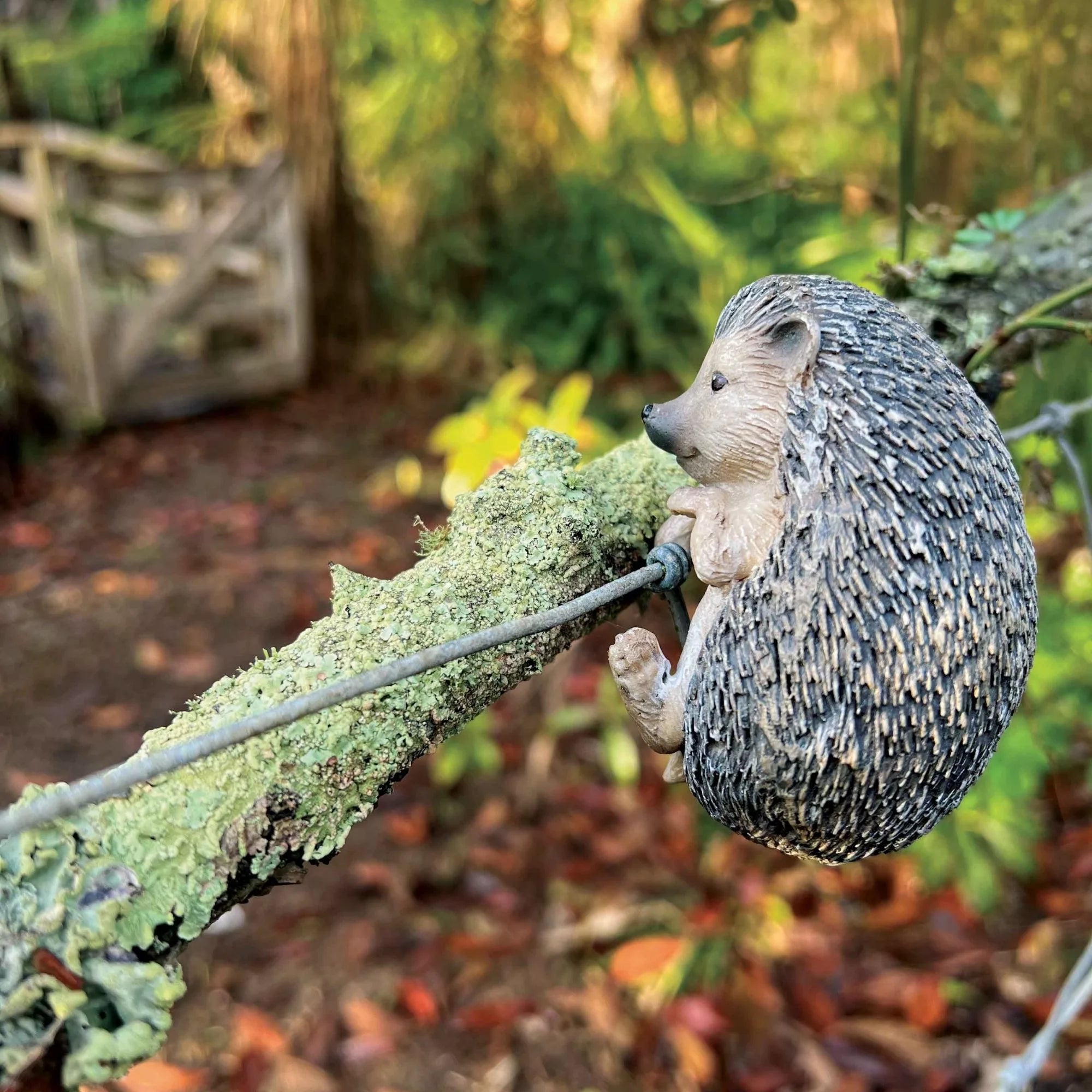 Hedgehog Hanging Rim Multi