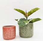 Protea Planter Sage 17cm