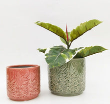 Load image into Gallery viewer, Protea Planter Sage 17cm