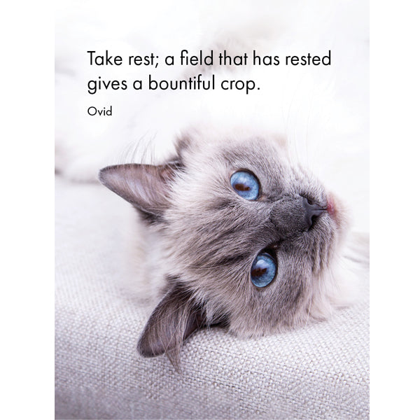 The Cats Whiskers Quotation Cards