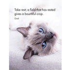 The Cats Whiskers Quotation Cards
