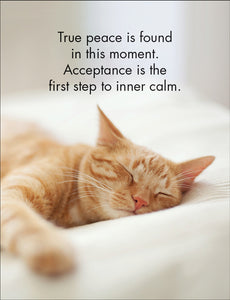 Wise Cats Quotation Cards