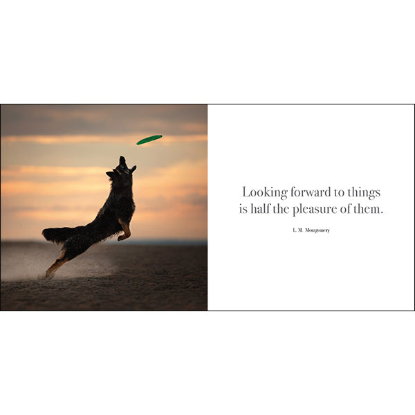 Flying Dogs: A book of motivation