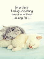 Kitten Tales Quotation Cards