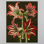 John Derian Wrap & Gift Tags