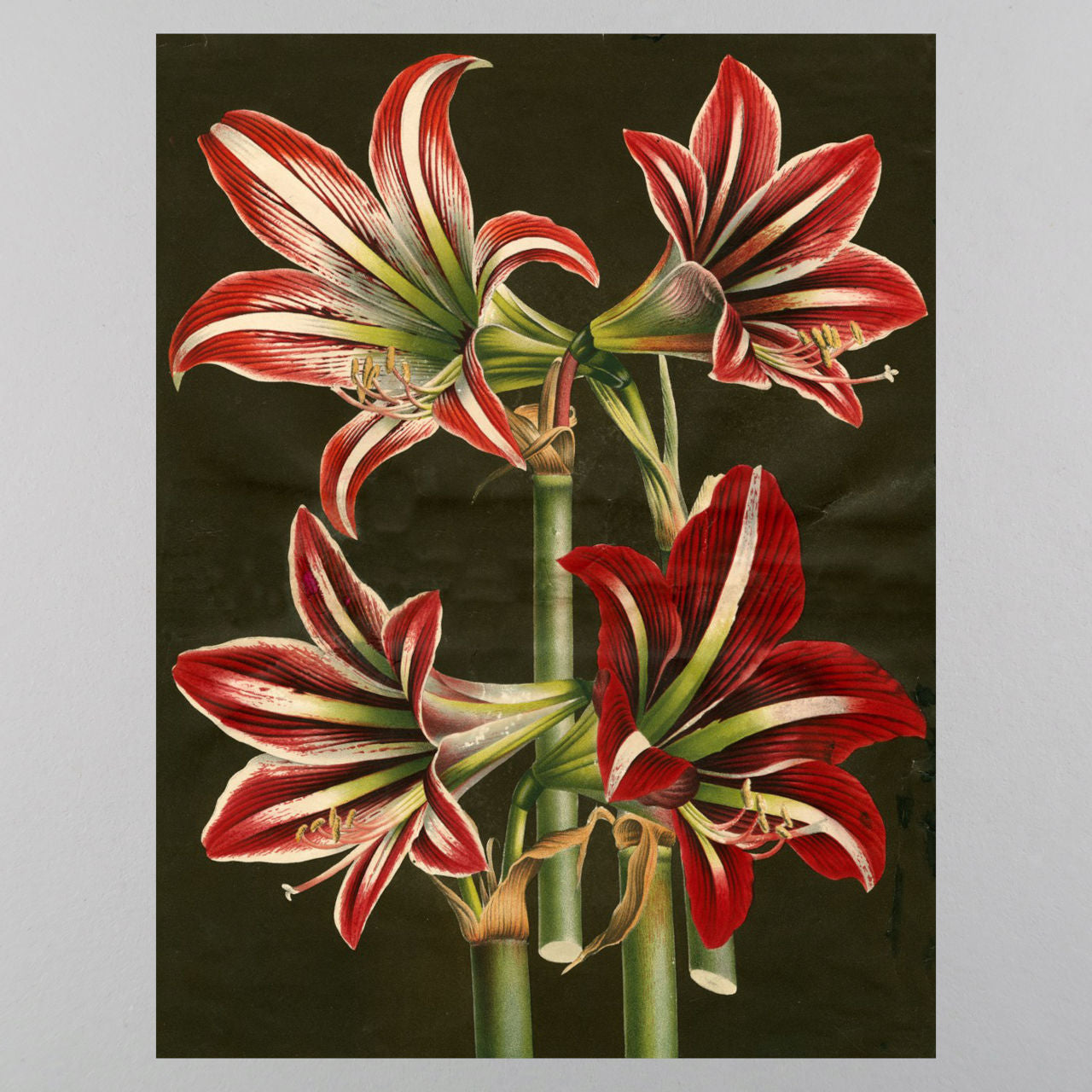 John Derian Wrap & Gift Tags