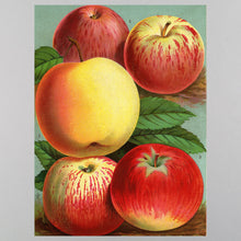 Load image into Gallery viewer, John Derian Wrap &amp; Gift Tags